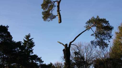 bomen kappen in vught brabant en tilburg hovenier